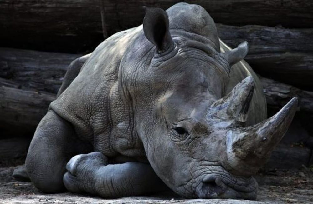 Caza furtiva por tráfico de cuernos de rinocerontes. Los Andes