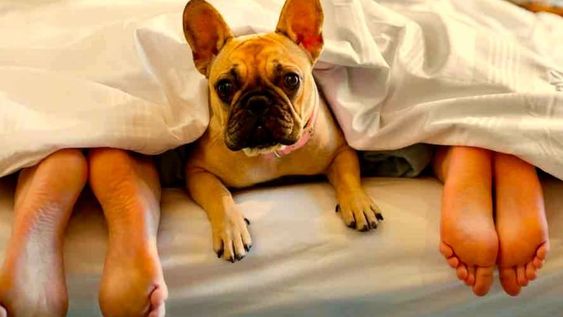 Dormir con el perro: ¿bueno o malo?