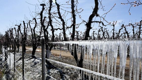Las contingencias climáticas afectaron a miles de hectáreas y productores que aún esperan por la ayuda. Imagen: Claudio Gutiérrez / Los Andes