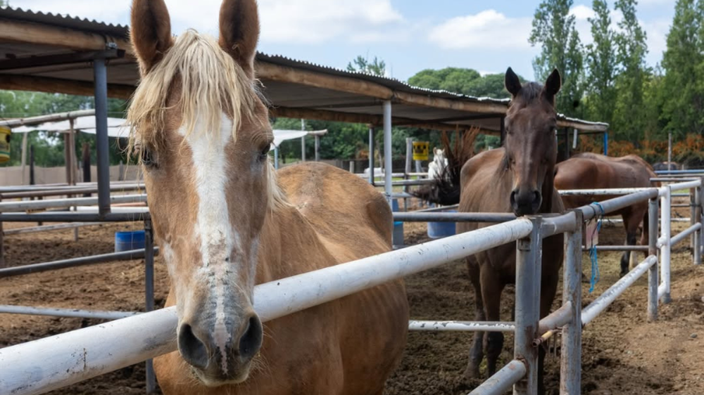 Rescataron 19 caballos de una faena clandestina y piden ayuda para su recuperación.&nbsp;