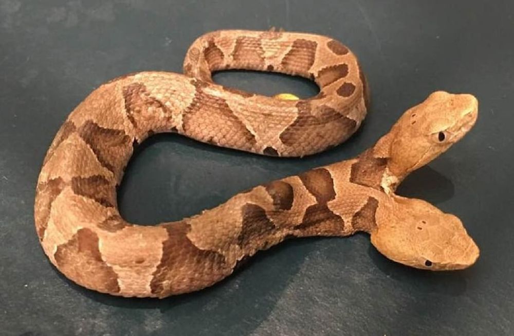 Sorpresa en las redes por el hallazgo de una extraña serpiente de dos cabezas