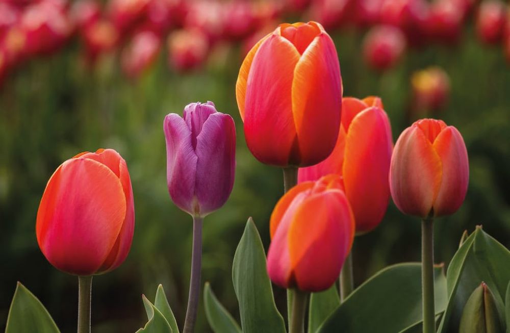 Los secretos del color rojo en el jardín