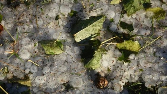 Atención cooperativistas: Acovi dará financiamiento a tasas bajas a los productores afectados por las tormentas