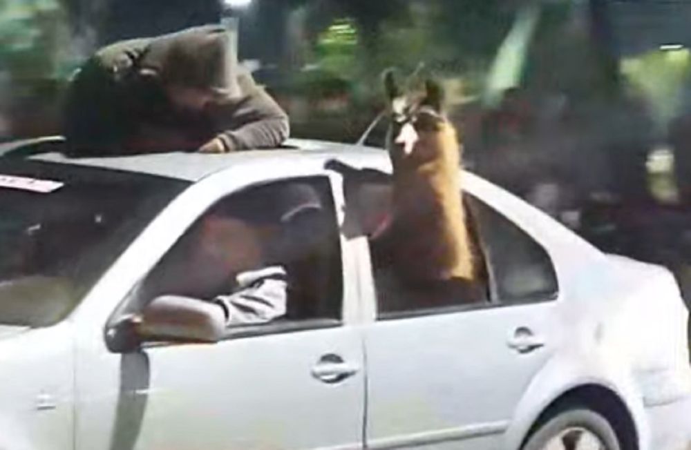 En Mendoza, festejaron el triunfo de Argentina con una llama en el asiento trasero de un auto