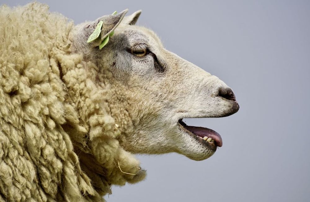 Las ovejas saltaban más alto que las cabras, y eso nunca sucede. Lógico, porque se comieron alrededor de 300 kilogramos de cannabis dijo el productor