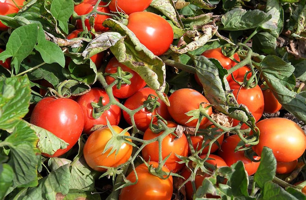 Alrededor del 80 % del tomate industria se produce entre Mendoza y San Juan. Foto Orlando Pelichotti / Los Andes