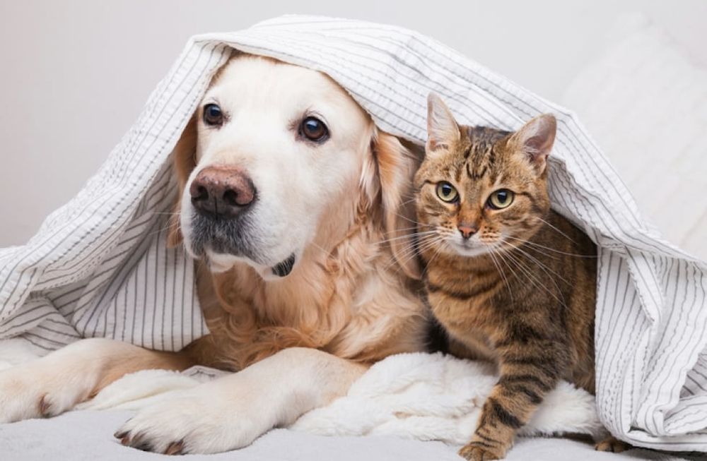 Cada vez más personas eligen cámaras de seguridad para vigilar a sus mascotas a distancia