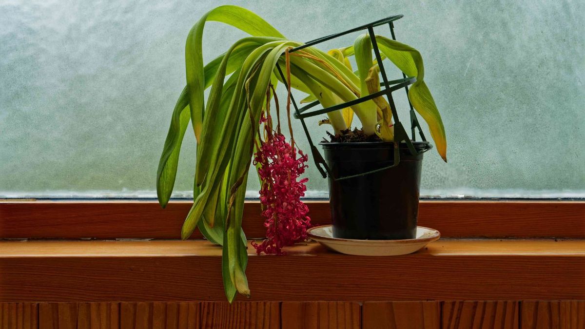 Qué significa tener plantas secas dentro de casa, según el Feng Shui