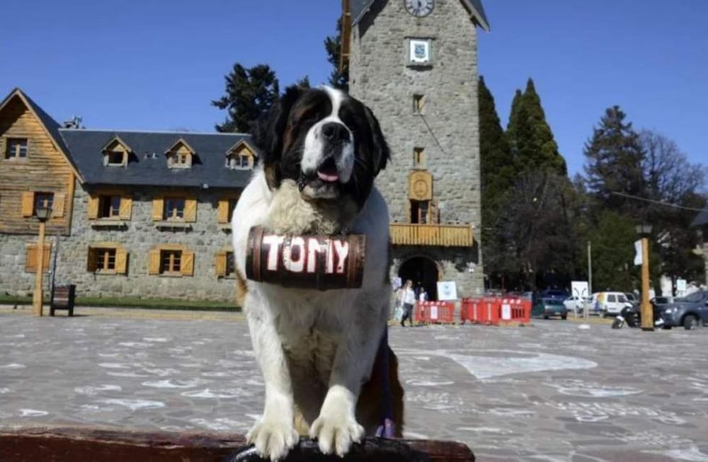 En Bariloche es común sacarse fotos con perros San Bernardo. Foto: Web