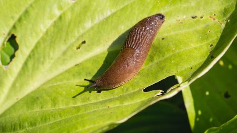 Estos trucos en el jardín protegen las plantas todo el verano.