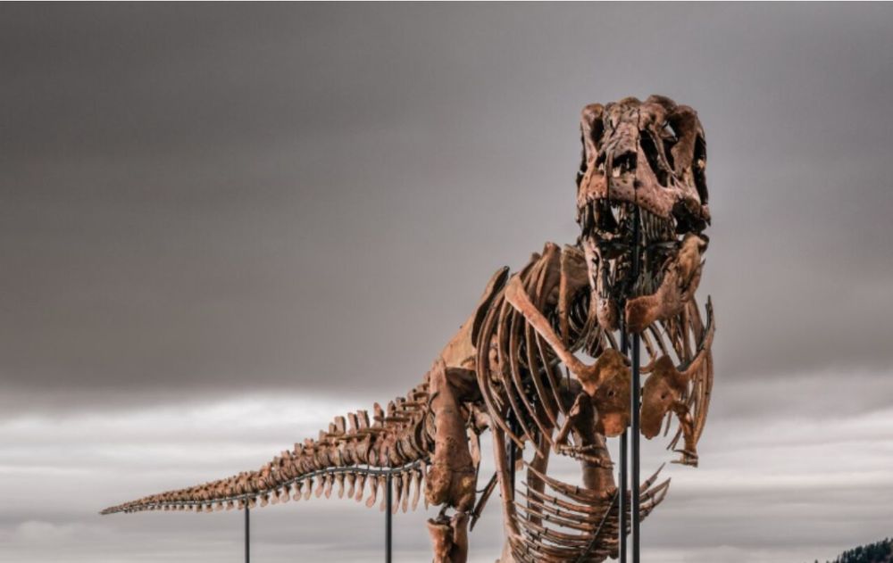 La subasta del dinosaurio Gus despertó preocupación entre los científicos.