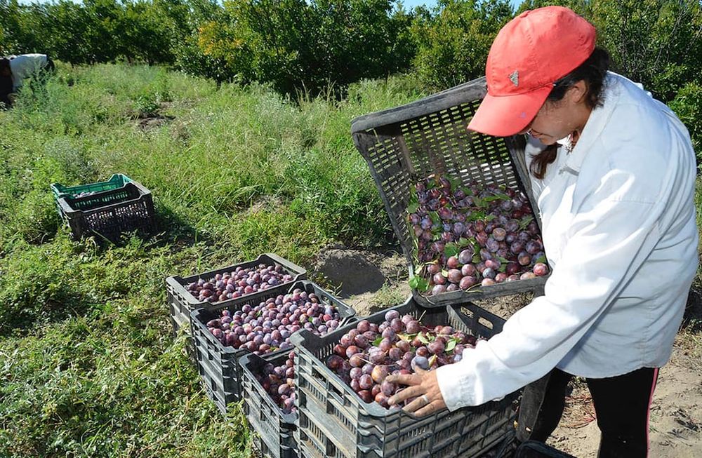 Buscan que la ciruela industrializada ingrese sin aranceles a los países destino