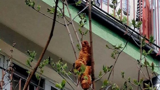 Una “bestia” trepada en un árbol asustó a todo un barrio y el rescate develó una gran sorpresa