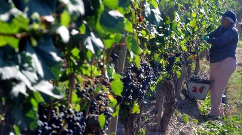 El INV presentó su estimación de cosecha para Mendoza, con una caída del 9%