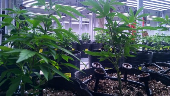 La compañía se compromete a añadir valor en cada etapa de la cadena de producción, logrando una biomedicina respaldada por altos niveles de desarrollo e investigación.