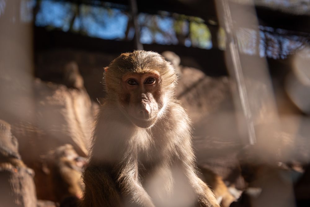 Sans éléphants à Mendoza, quels sont les animaux exotiques qui y vivent encore et comment fonctionnent-ils ? Photo : Gouvernement de Mendoza