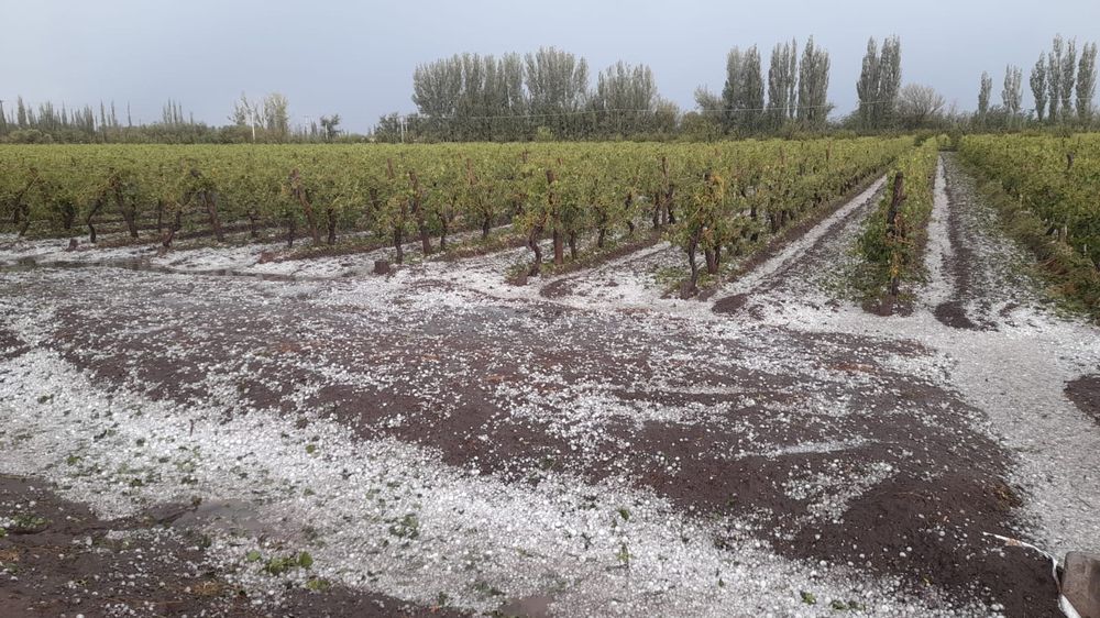 Ciertos distritos del sur mendocino, como Real del Padre, se vieron afectados por el granizo con un año exacto de diferencia, el 6 de enero. Foto: gentileza.