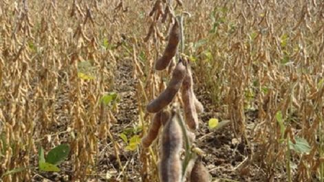 Sequia en campos sudamericanos