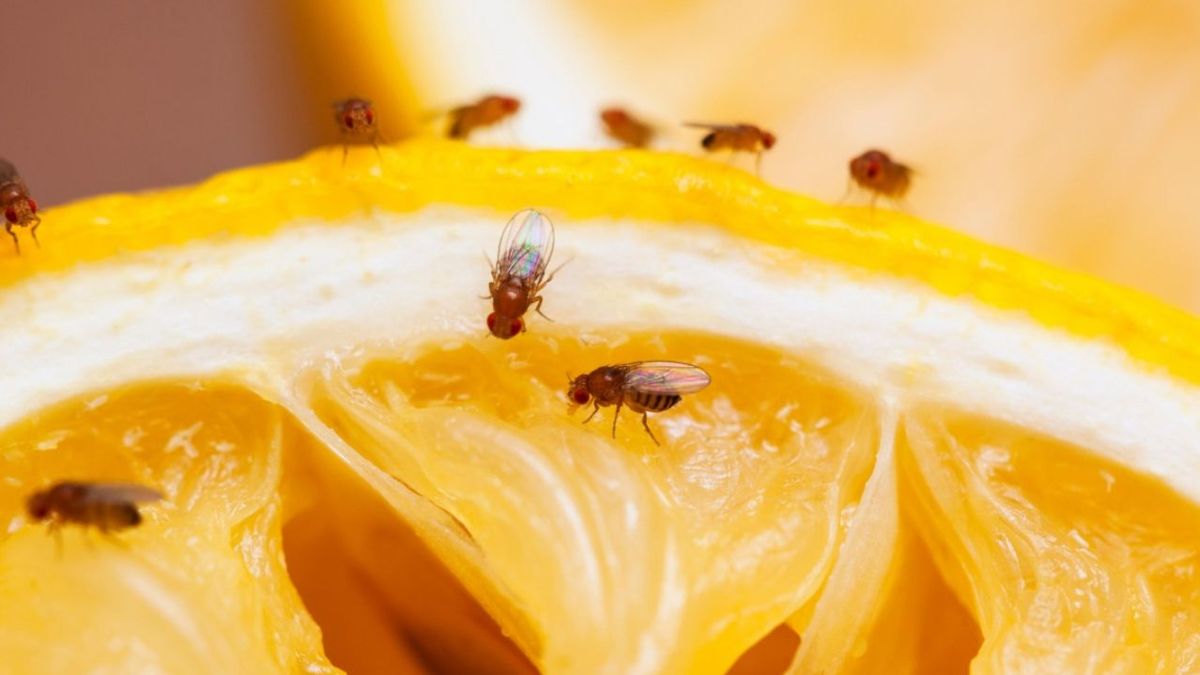 Cómo eliminar las moscas de la fruta dentro de casa: un solo objeto las aleja de la cocina