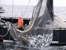 Actividad económica: Pesca lidera el crecimiento.