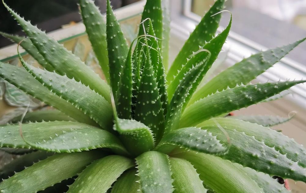 Tener una planta de aloe vera en espacios cerrados hace que pierda casi todos sus beneficios. Tener una planta de aloe vera en espacios cerrados hace que pierda casi todos sus beneficios.