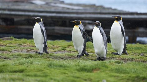 Secretos de los pingüinos: misterios, interrogantes y curiosidades de la especie que conquistó el Hemisferio Sur. Foto: Gentileza National Geographic