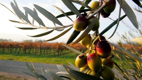 El año pasado, las exportaciones de aceite de oliva crecieron en volumen y en precio, pero desde el sector advierten de los desafíos para el largo plazo