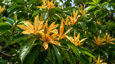 el arbol con uno de los perfumes mas intensos del mundo: como cultivarlo en maceta y renovar tu balcon