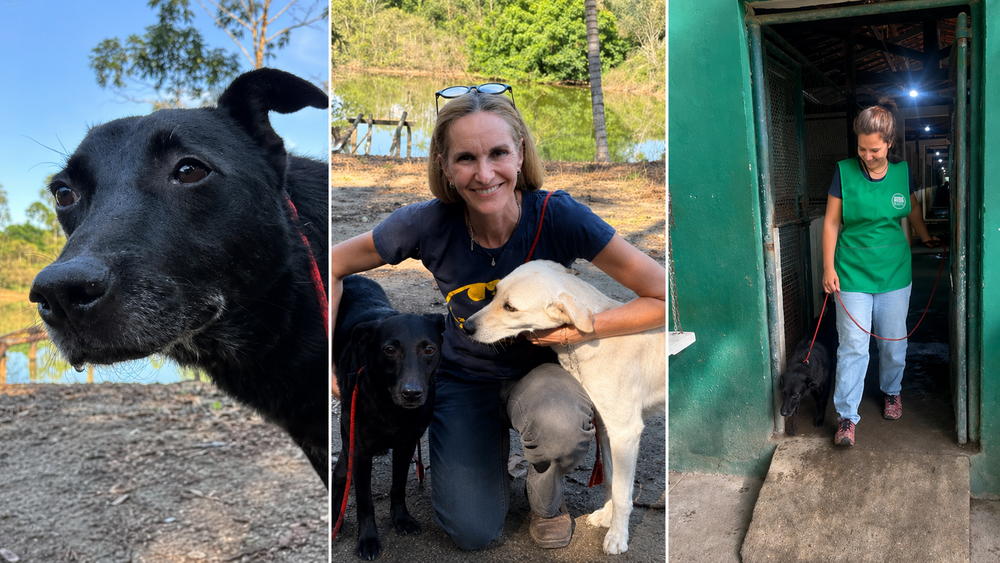 Hoy es tu gran día el perro más antiguo del refugio fue adoptado y su última caminata por el canil conmovió a todos
