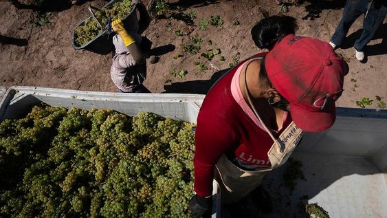El INV dio a conocer el informe provisorio de cosecha y elaboración. Los resultados muestran crecimiento respecto de la temporada pasada. / Foto: Ignacio Blanco