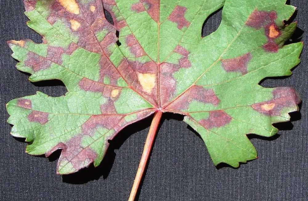 Peronospora