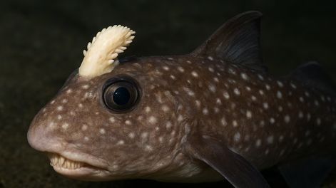 Spotted ratfish macho con la tenaculum desplegada entre los ojos