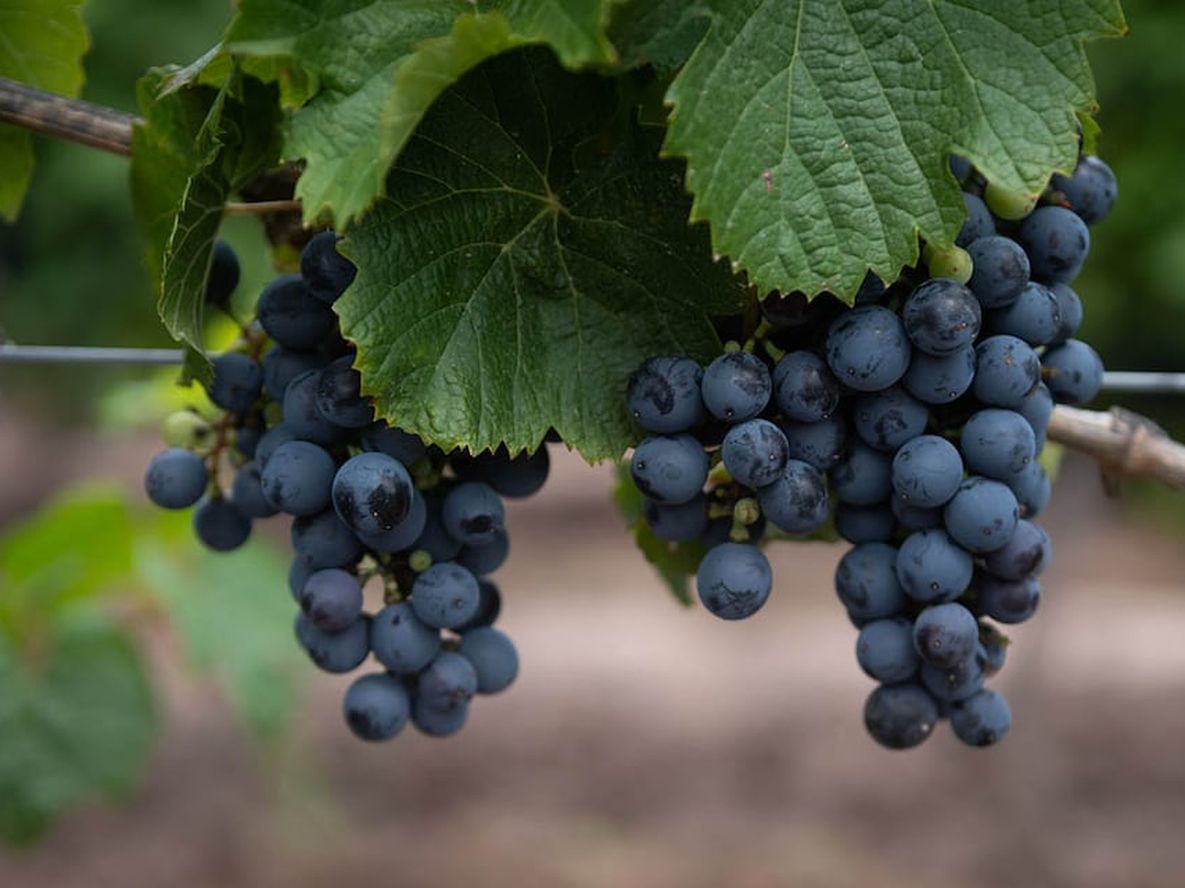 La uva Malbec siempre fue vista como una variedad prestigiosa, pero tuvo que atravesar una caída muy grande en superficie para recuperar el sitio que le estaba reservado, de convertirse en cepa insignia. Foto: Ignacio Blanco / Los Andes