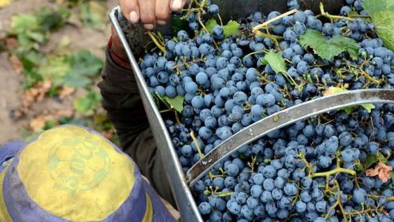 El fallo del Juzgado Federal N°2 de Mendoza suspendió las normas que eliminaban la obligatoriedad del CIU en el sector vitivinícola.