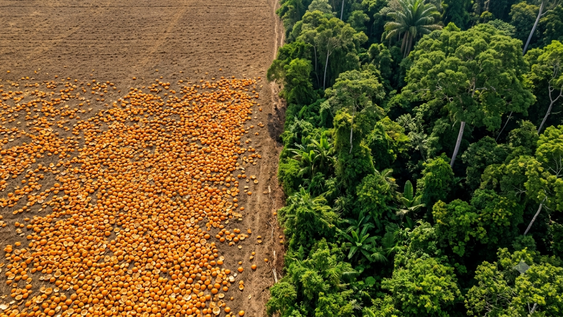Arrojaron toneladas de cáscaras de naranja a un terreno hace años. Hoy es un bosque tropical.&nbsp;