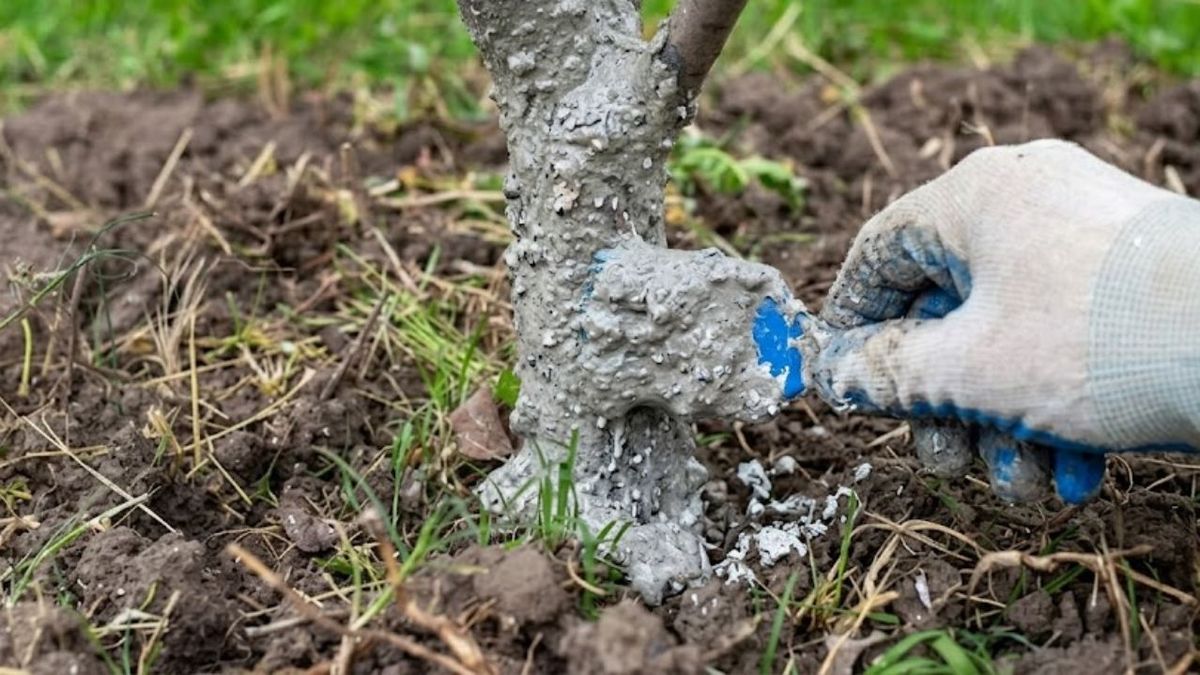 Por qué hay que pintar con ceniza de madera el tronco del árbol frutal