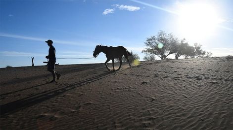Los Andes | Sequía en campos del departamento de Lavalle, desde el mes de Mayo del 2021 no llueve, y los animales mueren de sed y tambien de hambre al no haber pasto por la escases de lluvia en la zona.En el puesto del paraje El cavadito, están  preocupados por la s