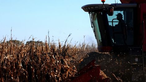 Ampliaron la baja de retenciones al maíz, girasol y sorgo