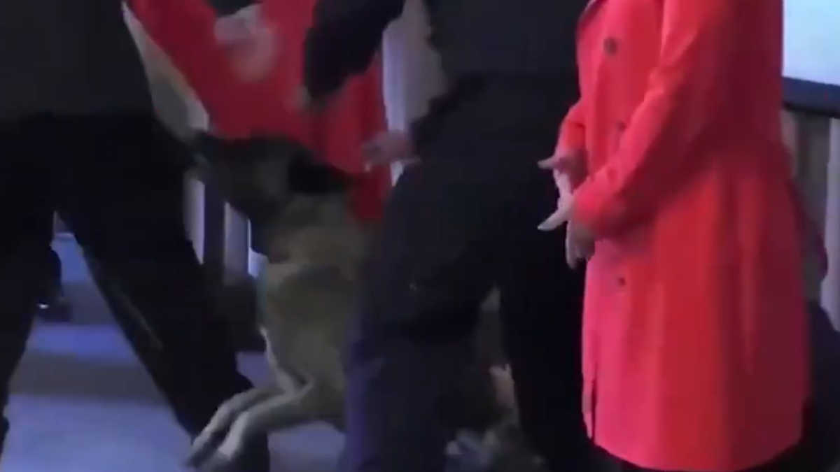 Un perro antidrogas se abalanzó sobre un vicealmirante chileno en plena ceremonia y tuvieron que dar explicaciones