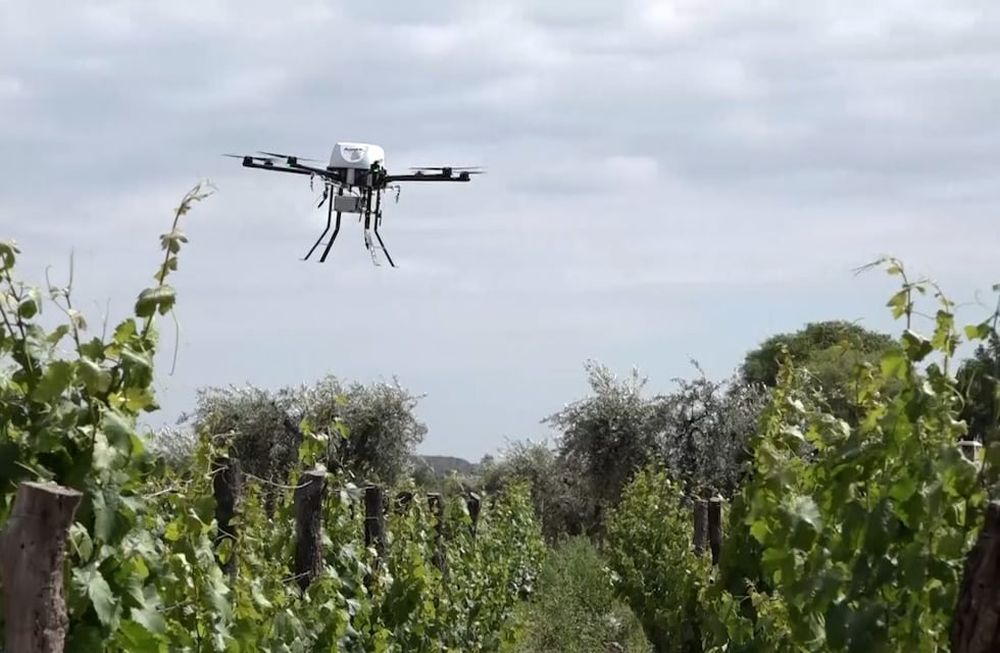 El Iscamen utiliza drones de alta precisión para hacer aplicaciones específicas para combatir la lobesia botrana - Claudio Gutiérrez / Los Andes