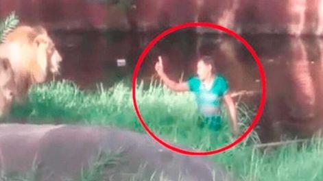 Video insólito: un hombre ebrio se metió a la jaula de los leones para saludarlos