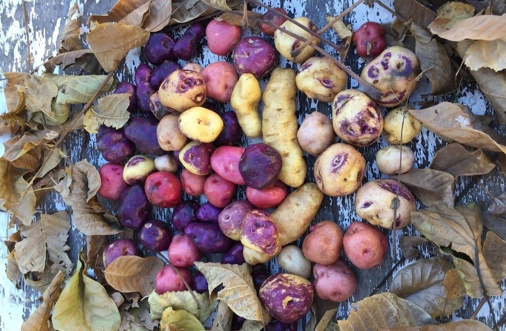 En La Carrera, Tupungato, se experimenta con papines gourmet con mayor valor y calidad.Imagen: gentileza Quipu de los Andes.