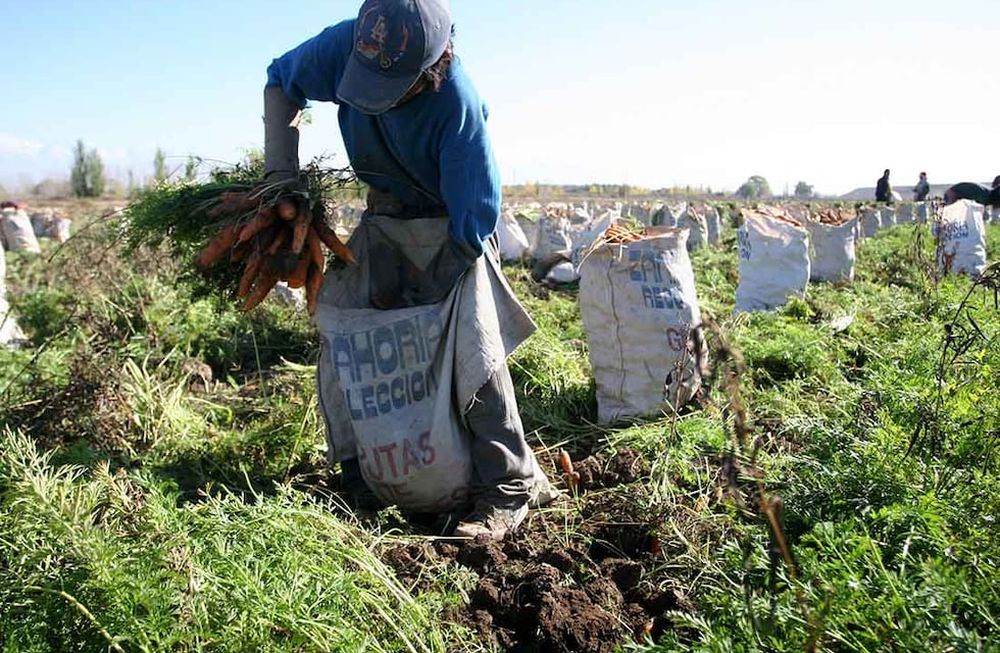 Mejoran la logística y venta de hortalizas en Valle Medio