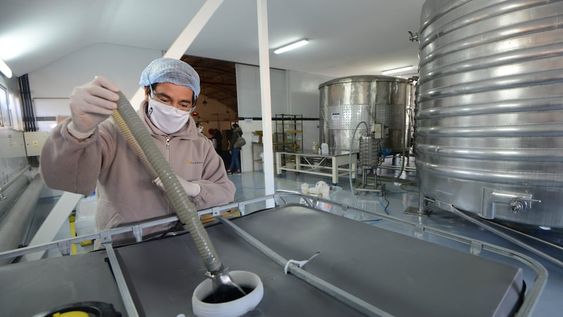 Trabajadores de la bodega Chandon en Agrelo, trabajan bajo estrictas normas de seguridad para evitar contagios de coronavirus Foto: Claudio Gutiérrez / Los Andes