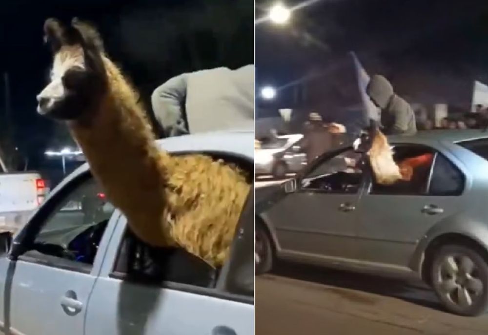 En Mendoza, festejaron el triunfo de Argentina con una llama en el asiento trasero de un auto