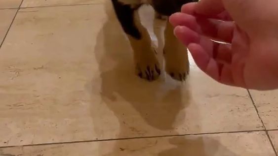 En Twitter la denominaron “la cheta-roba perros” y el dueño pidió su devolución, pero no hizo la denuncia. “Me debe estar extrañanado”, dijo y estuvo unas horas aprehendido porque tenía pedido de captura.