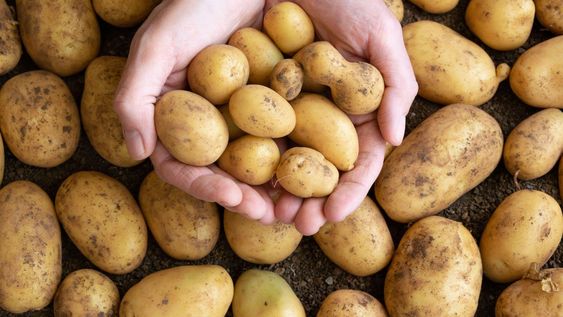 Sus nutrientes son indispensables para el cuerpo.
