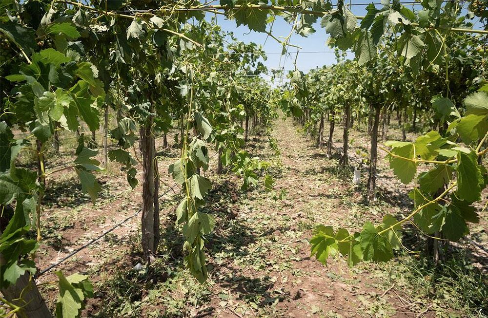 Zonas cultivadas de varios departamentos fueron afectadas por el granizo. - Ignacio Blanco / Los Andes