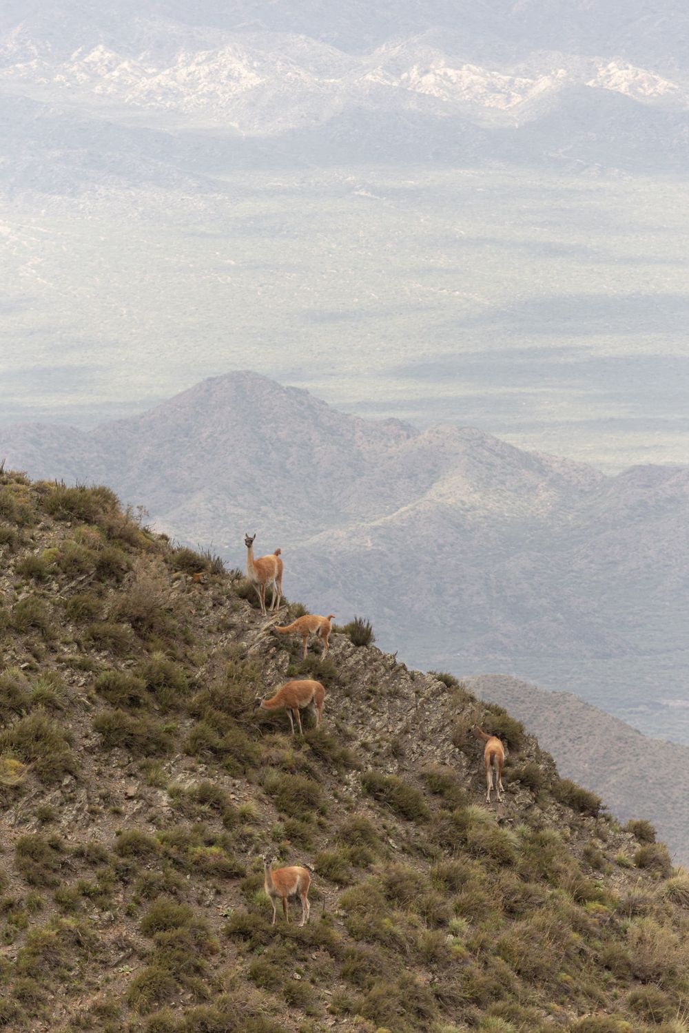 No pueden cruzar a Chile con sus perros y los abandonan: triste realidad que pone en riesgo a la fauna protegida. Foto: Archivo.