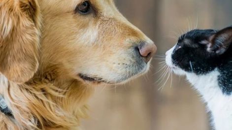 Los Andes | Perro y gato, imagen ilustrativa (Foto:iStock)